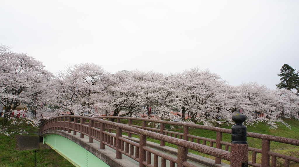 sakura 