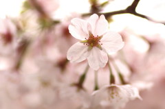 大原三千院の桜
