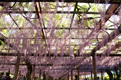 天王川公園の藤棚