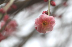 北野天満宮の梅