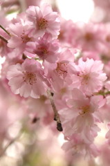 平安神宮の桜