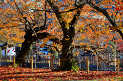 京都の紅葉