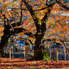 京都の紅葉