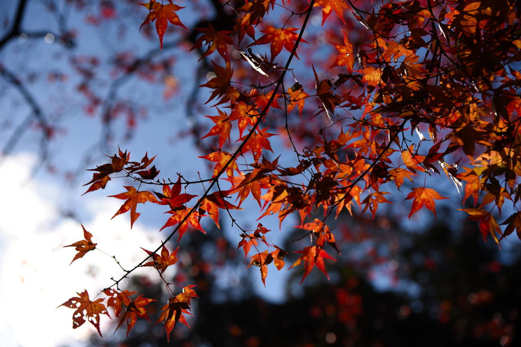 紅葉狩り