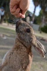 うさぎ島