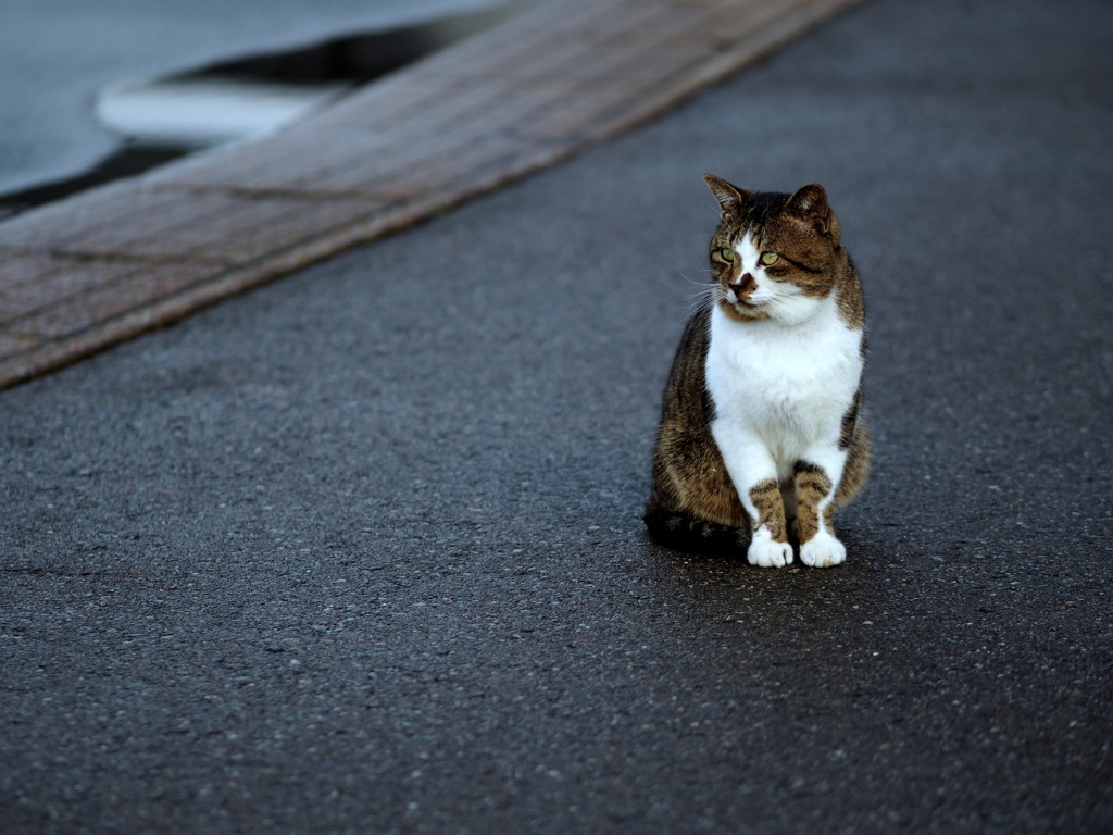 待ちネコ