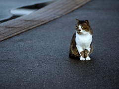 待ちネコ