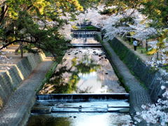 夙川のさくら