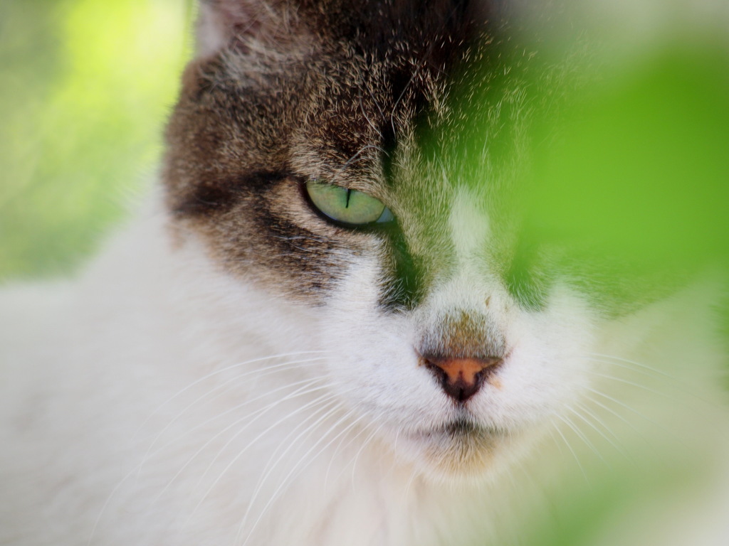 Cat's eye