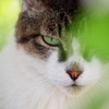 Cat's eye