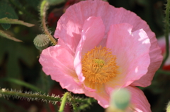 大きな花びらを広げて(^^♪