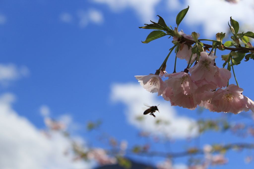 桜の蜜を探して