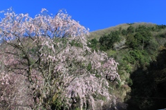 しだれ桜