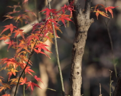 最後の紅葉