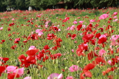 ポピーの花畑