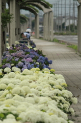 紫陽花ロード