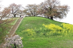 さきたま古墳公園（No2)