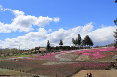 桜の絨毯色付き中