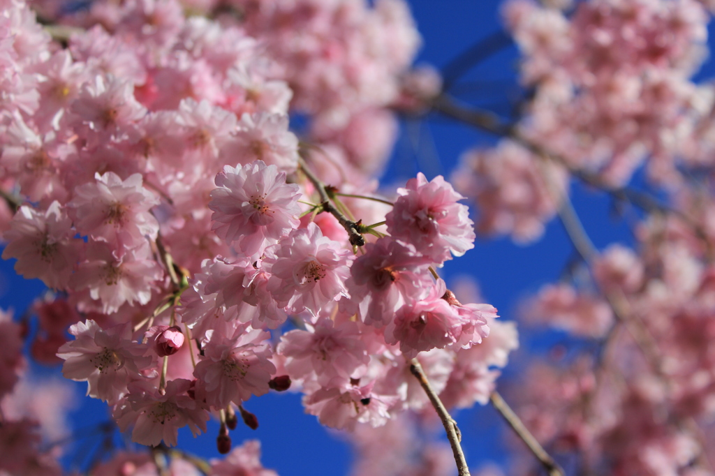 しだれ桜