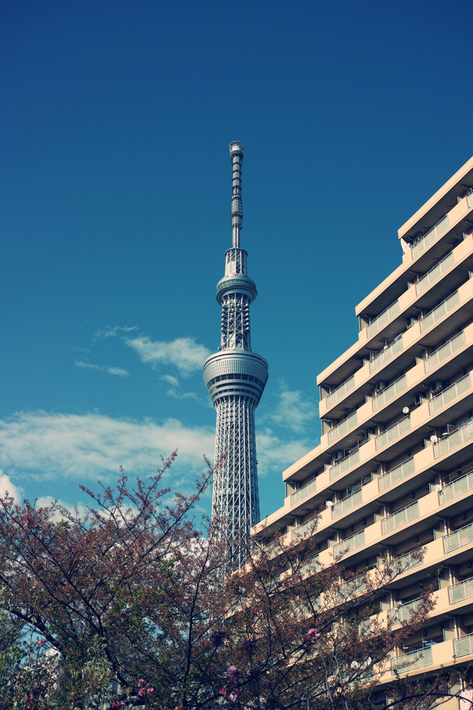 春の東京スカイツリー