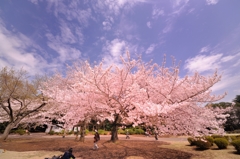 SHINJUKU SAKURA.