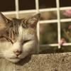 ギロリ、、、