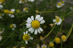 来る・・・来ない・・・来る・・・来ない・・・・・・来ない・・・・・