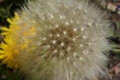 たんぽぽ
