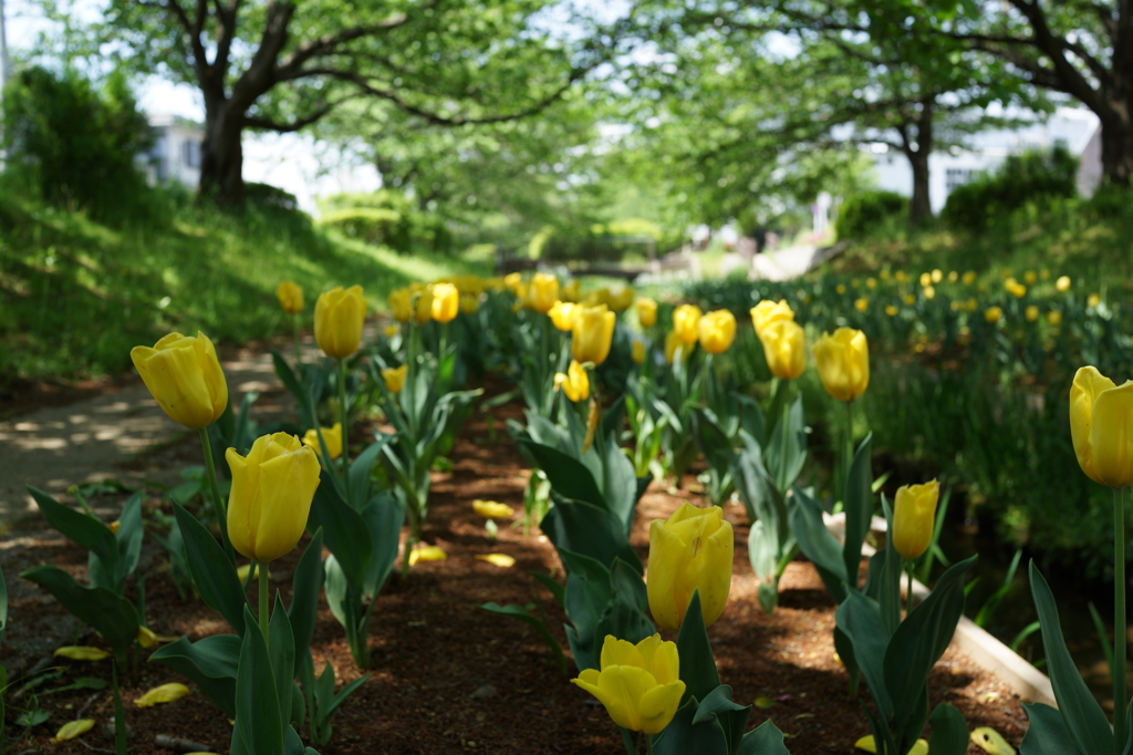 Beautiful Green and Beautiful Flowers