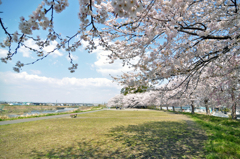 七北田川の桜2