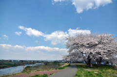 七北田川の桜1