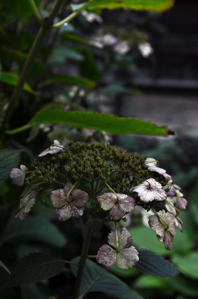 DSC_0550