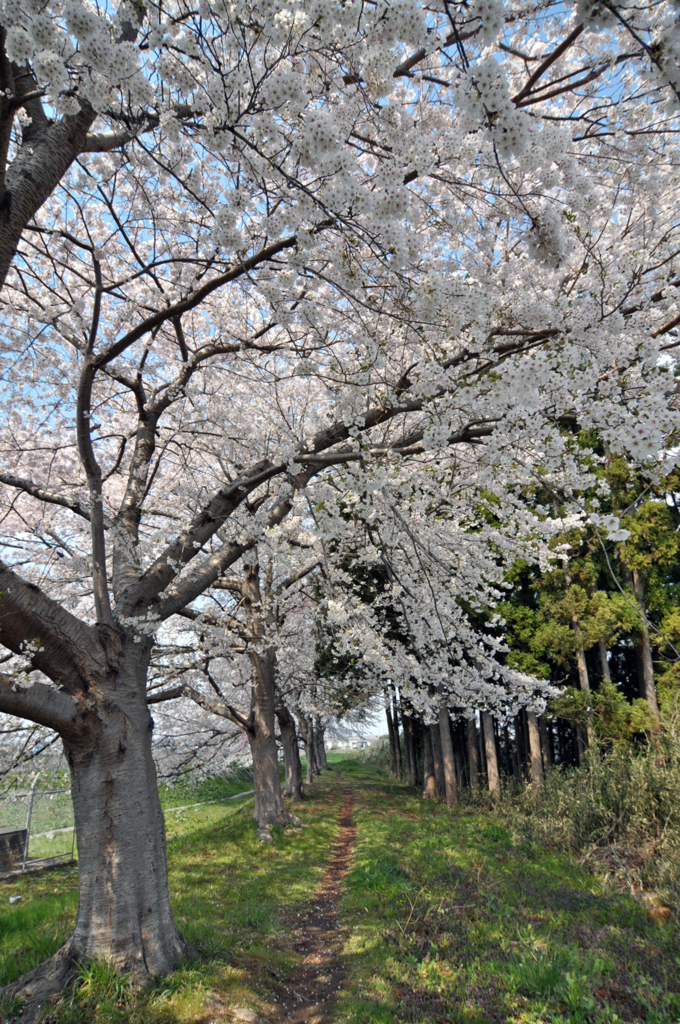七北田川の桜3