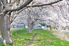 七北田川の桜4