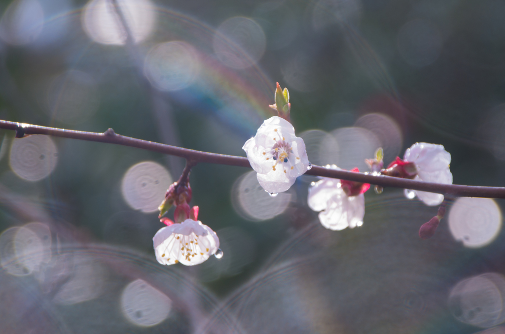 雨の桜