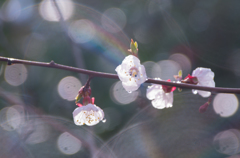 雨の桜