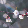 雨の桜