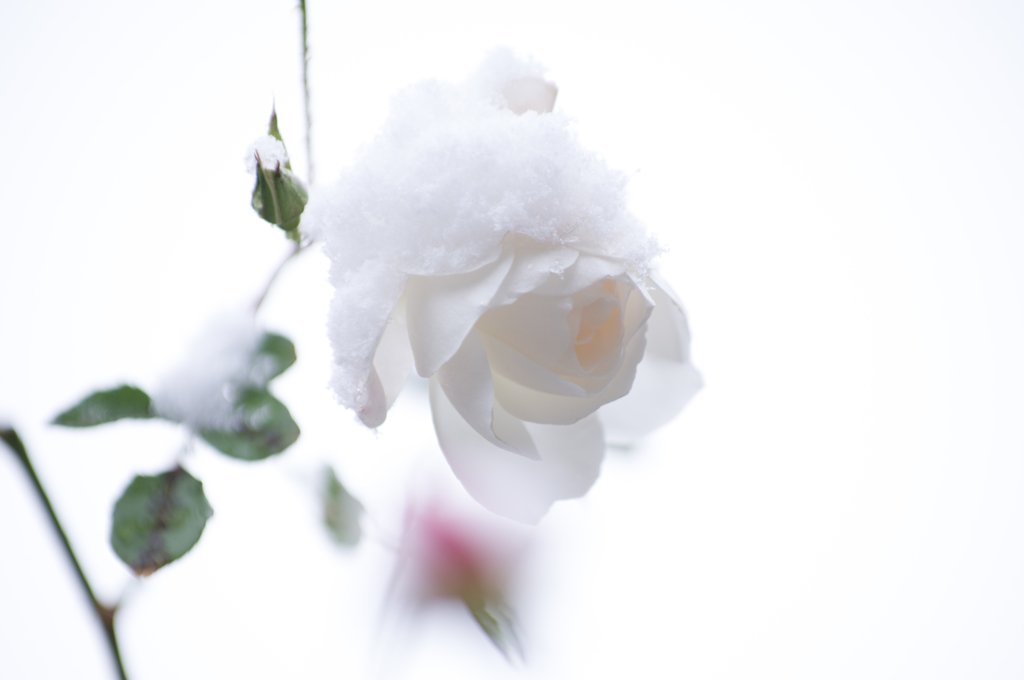 雪と白バラ