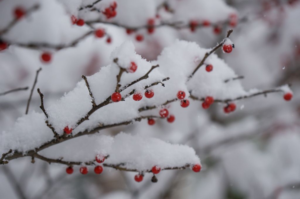 雪の南天
