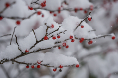 雪の南天