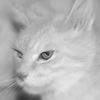 眼光