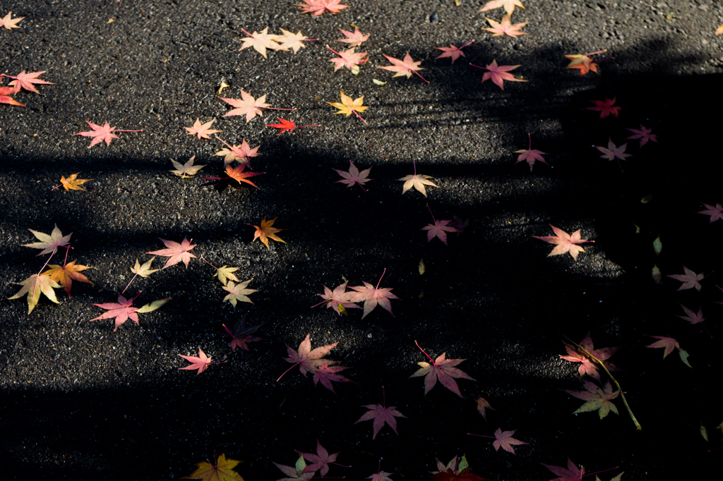 紅葉の点描