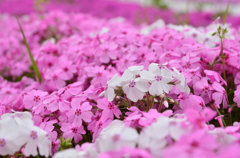 芝桜