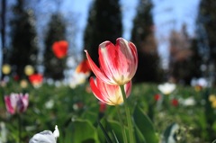 チューリップ１