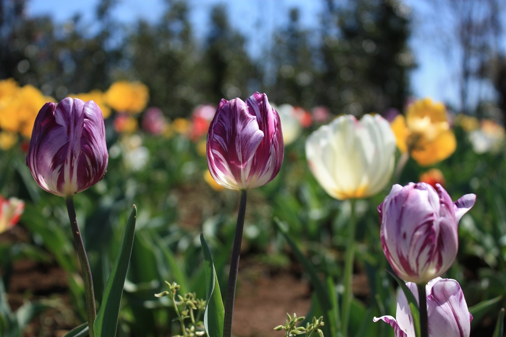 チューリップ２