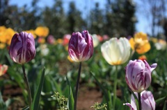 チューリップ２
