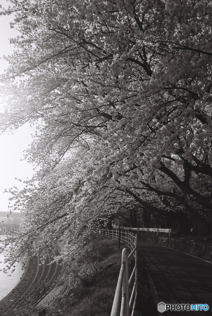 monochrome sakura 2