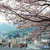 あたみ桜