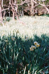 秘密の花園