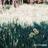 秘密の花園